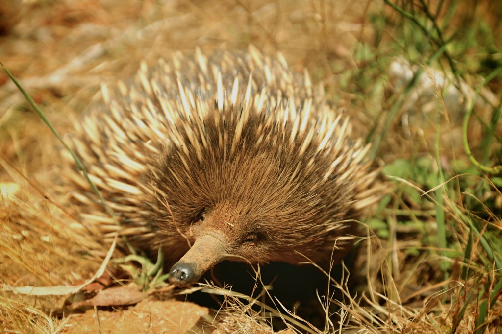 This little guy, Image credit: Mick Ross