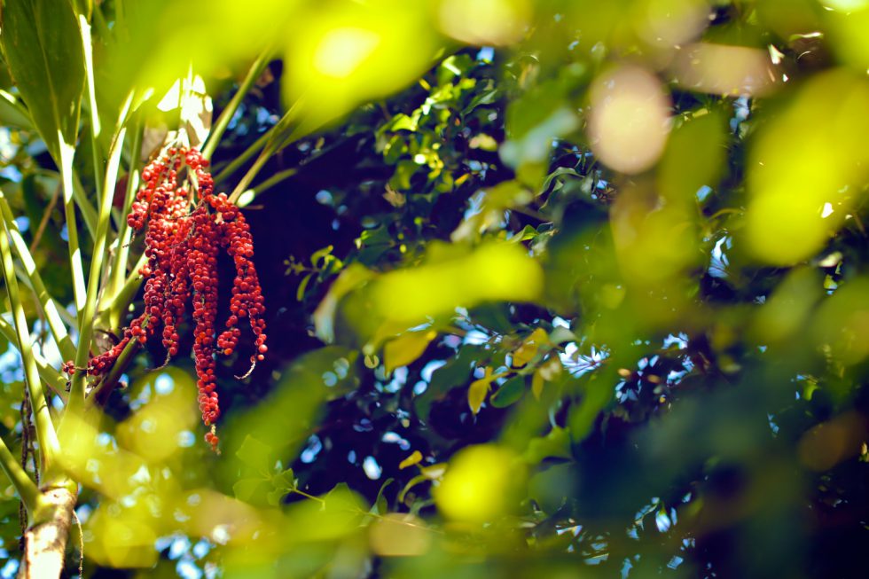 Image by Mick Ross.jpg